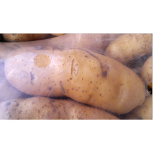 New Crop Fresh Potato 100g acima
